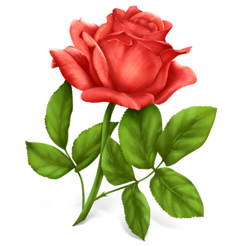 Pink Rose PNG Image - PurePNG | Free transparent CC0 PNG Image Library