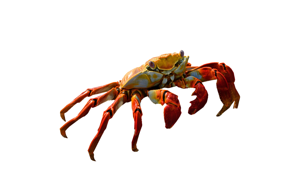 Red Crab Standing PNG Image - PurePNG | Free transparent CC0 PNG Image ...