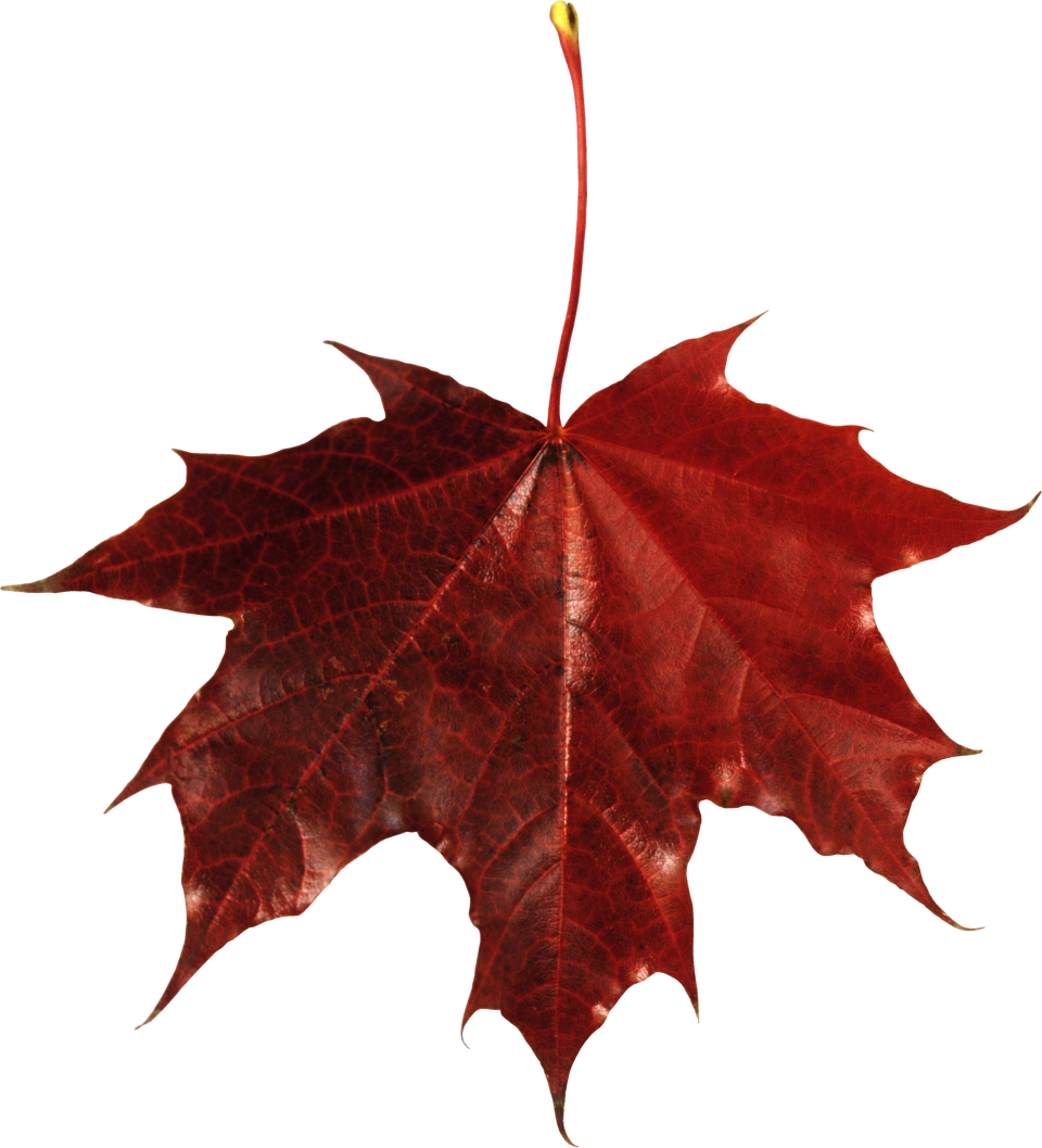 Red Maple Leaf Png Image Purepng Free Transparent Cc Vrogue Co