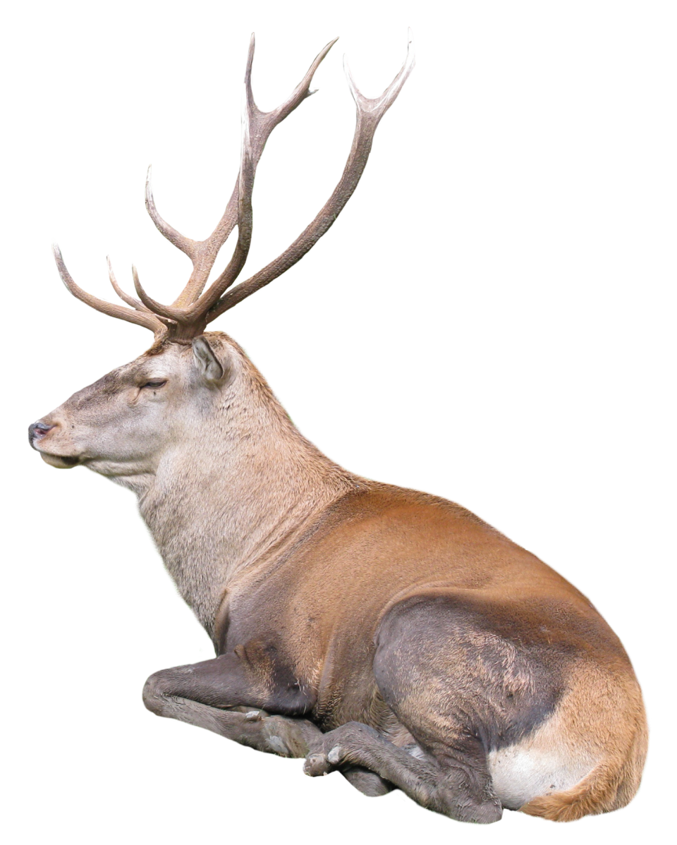 Reindeer PNG Image PurePNG Free transparent CC0 PNG Image Library