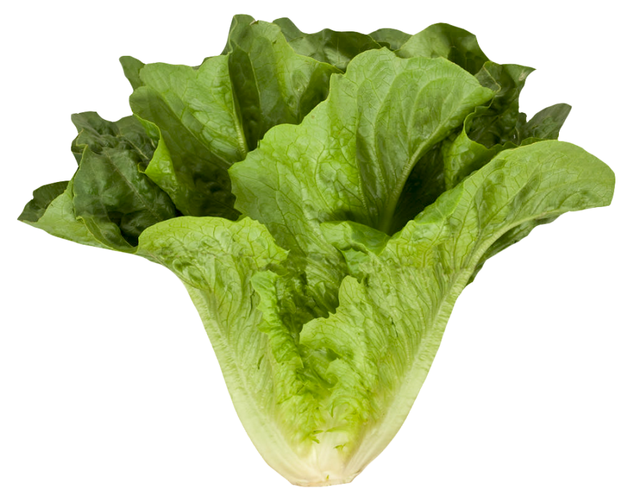 Romaine Cos Lettuce PNG Image PurePNG Free transparent CC0 PNG Image Library