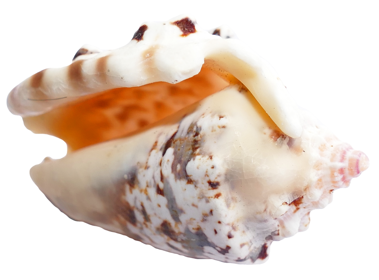 Sea Shell PNG Image - PurePNG | Free transparent CC0 PNG Image Library