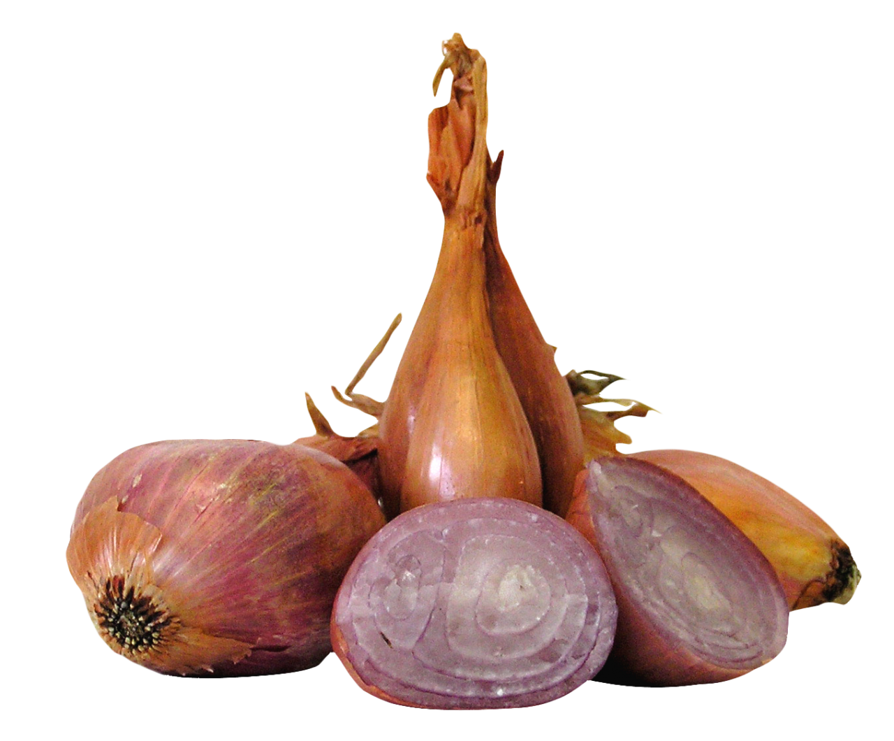 Shallot Onions PNG Image PurePNG Free transparent CC0 PNG Image Library
