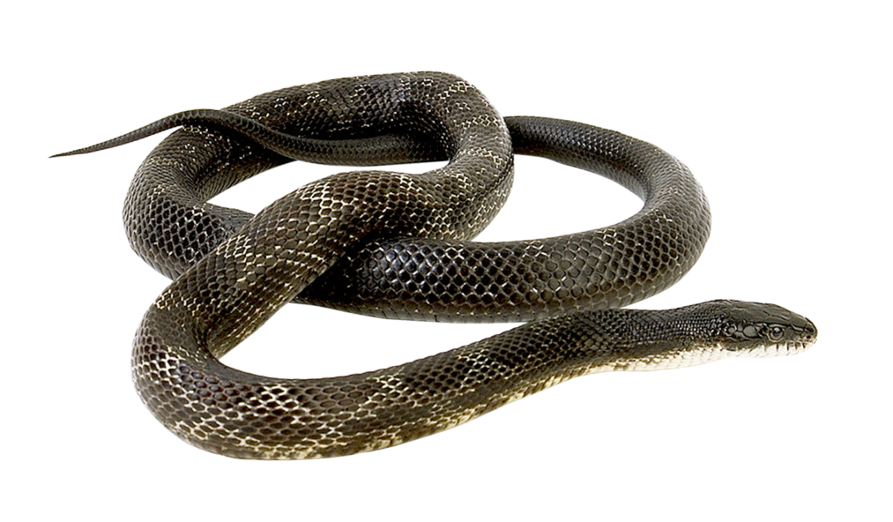 Snake PNG Image - PurePNG | Free transparent CC0 PNG Image Library