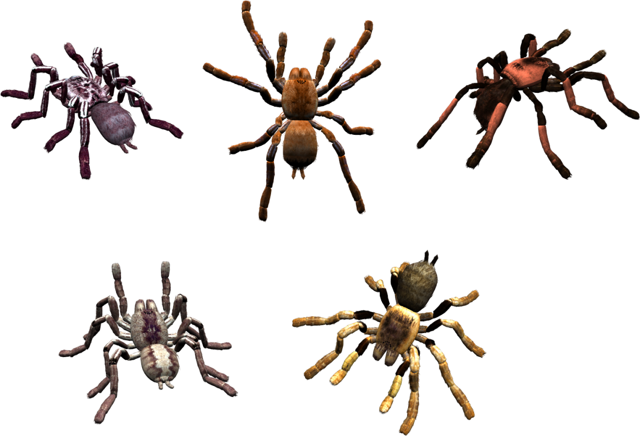 Spider PNG Image - PurePNG | Free transparent CC0 PNG Image Library