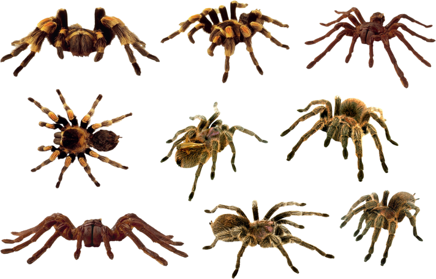 Spider PNG Image - PurePNG | Free transparent CC0 PNG Image Library