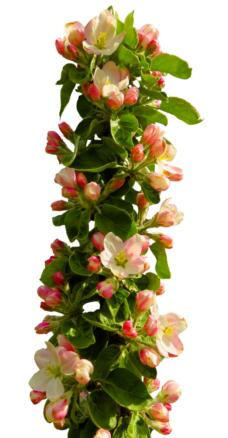 Spring Flower PNG Image - PurePNG | Free transparent CC0 PNG Image Library