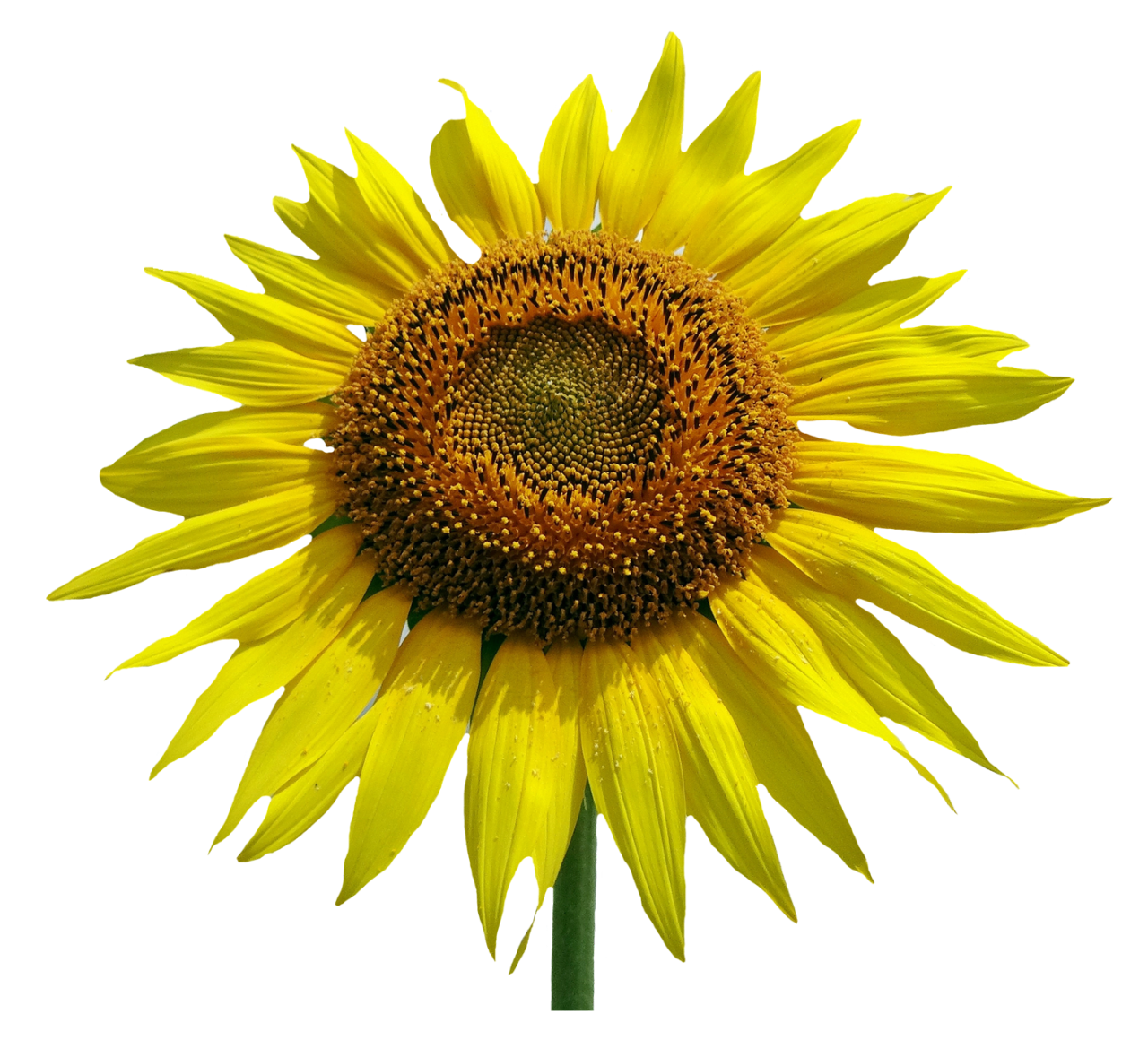 Sunflower Flower PNG Image - PurePNG | Free transparent CC0 PNG Image ...