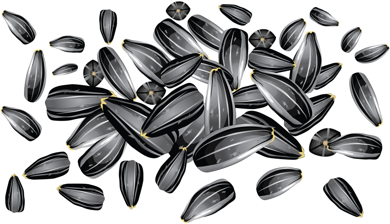 Sunflower Seeds PNG Image PurePNG Free Transparent CC PNG Image