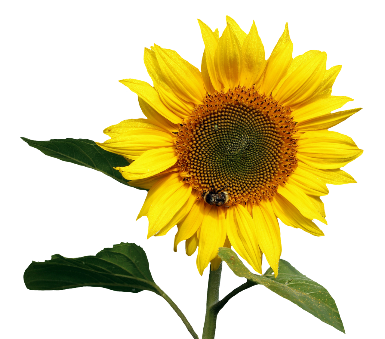 Sunflower Transparent PNG Image - PurePNG | Free transparent CC0 PNG ...