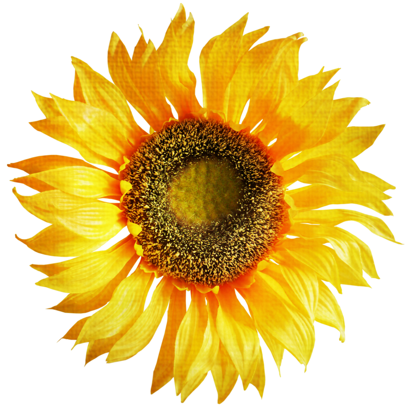 Sunflower Bouquet Png 1297