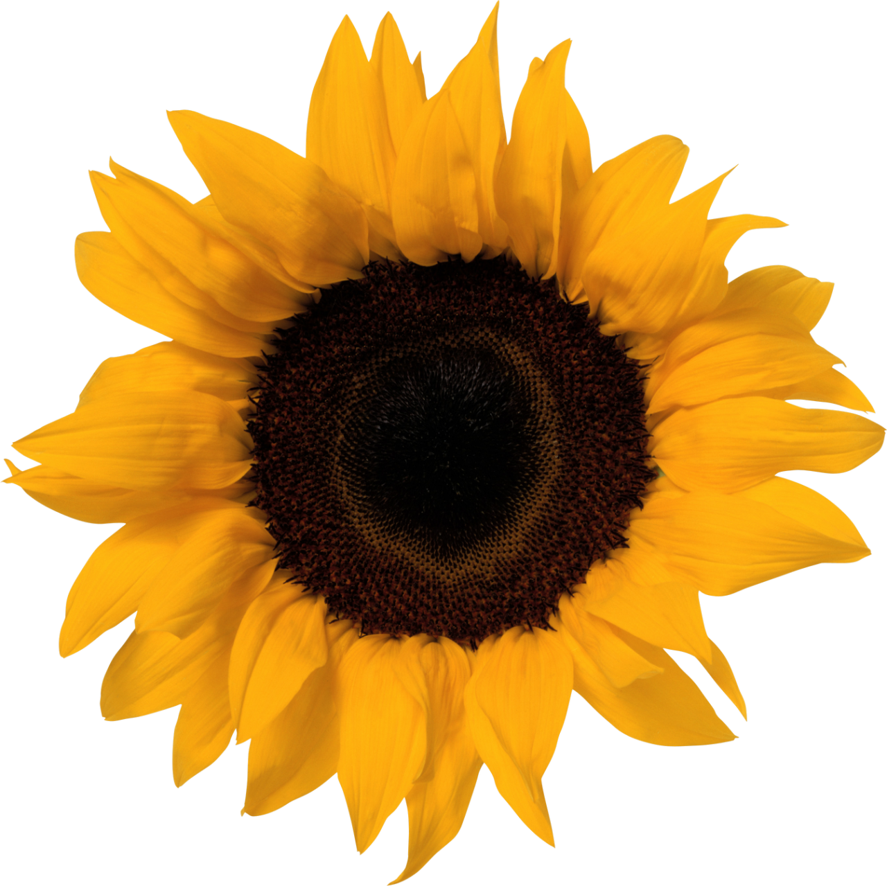 トップ 100+ Sunflower Png - ラサモガム