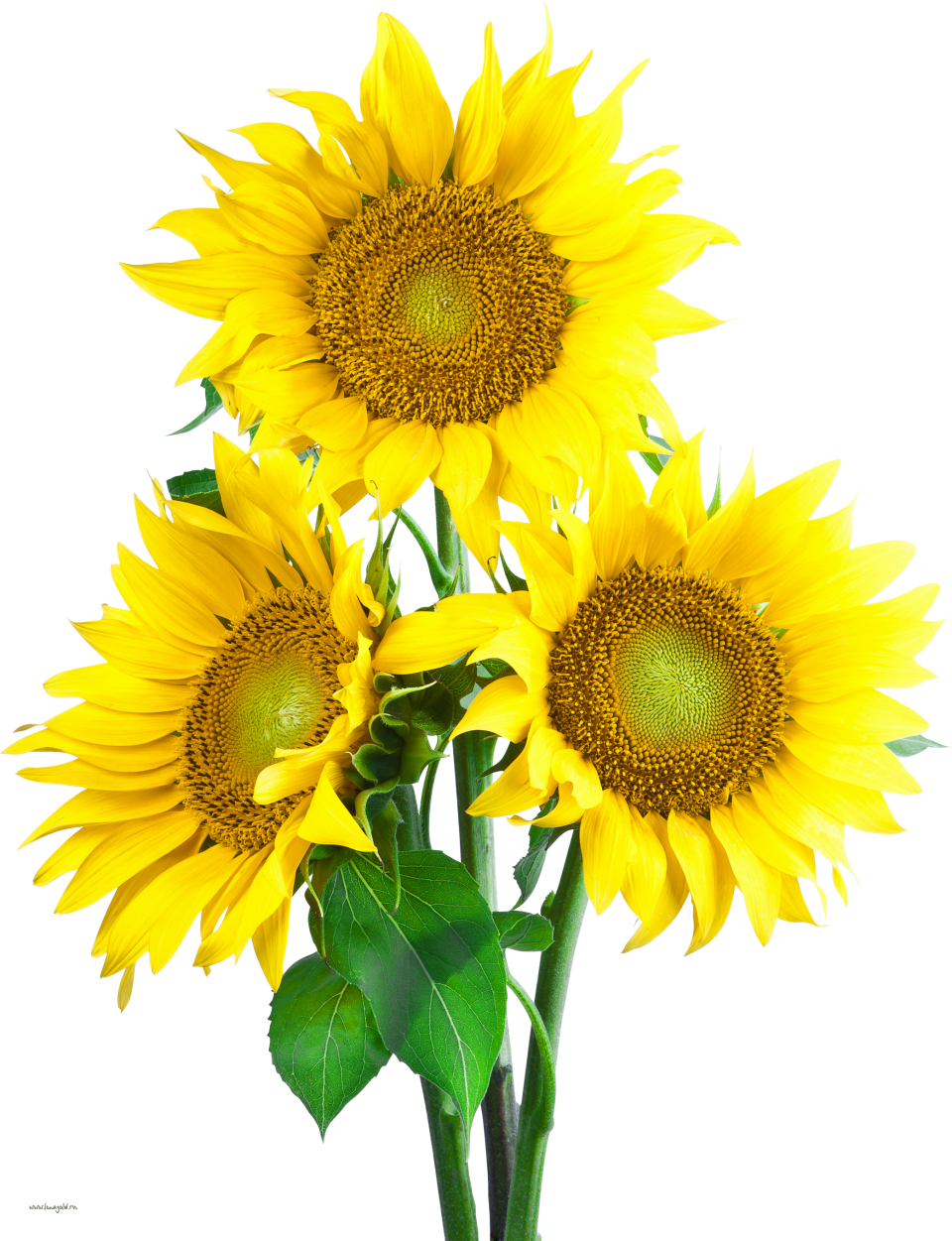 Free Free 285 Clipart Sunflower Png Images SVG PNG EPS DXF File
