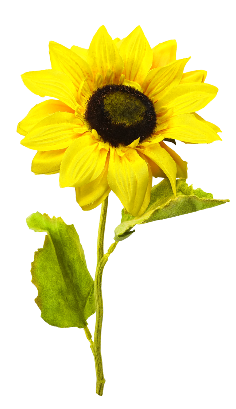 Free Free 96 Transparent Background Sunflower Clipart Sunflower Png SVG PNG EPS DXF File