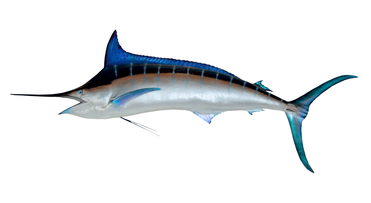 Swordfish PNG Image PurePNG Free transparent CC0 PNG Image Library