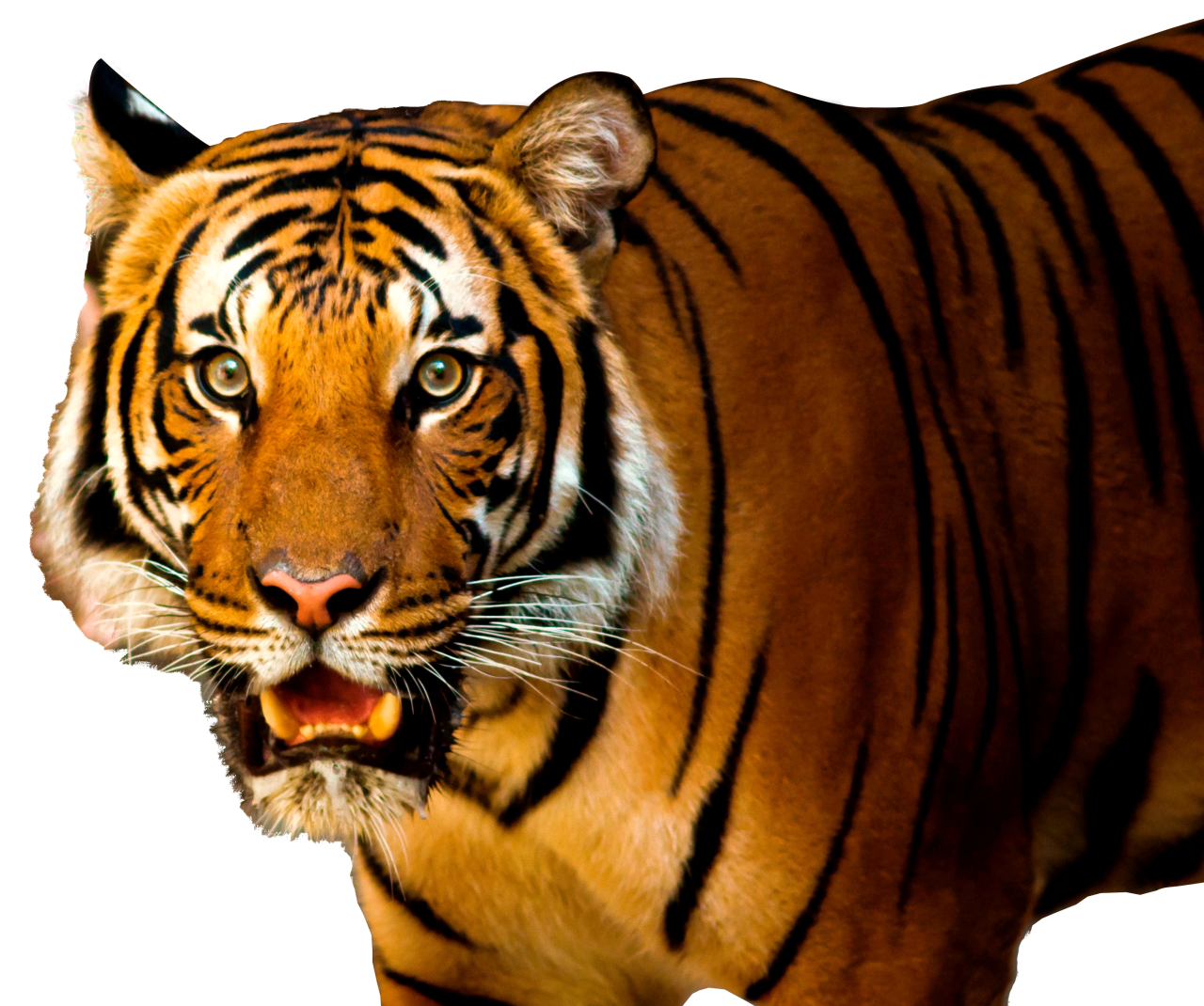 Tiger PNG Image - PurePNG | Free transparent CC0 PNG Image Library