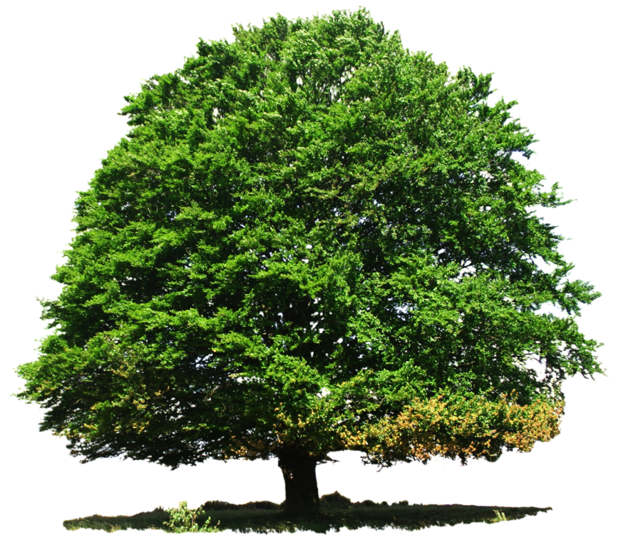 Large Greenery Tree PNG Image - PurePNG | Free transparent CC0 PNG