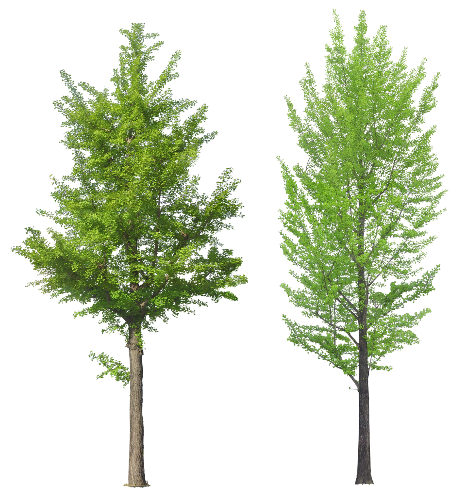 Leafy Trees PNG Image - PurePNG | Free Transparent CC0 PNG Image Library