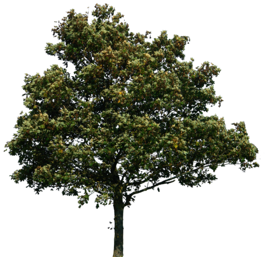 Nature Forest Tree PNG Image - PurePNG | Free transparent CC0 PNG Image