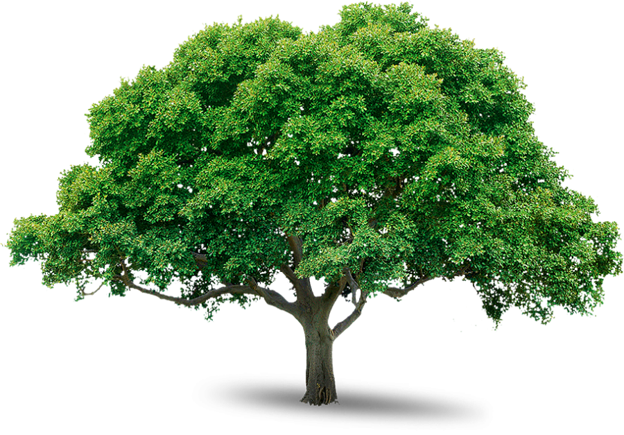 Wide Large Tree Png Image Purepng Free Transparent Cc Png Image | My ...