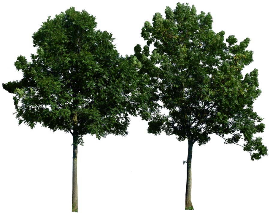 Large Wood Tree PNG Image - PurePNG | Free Transparent CC0 PNG Image ...