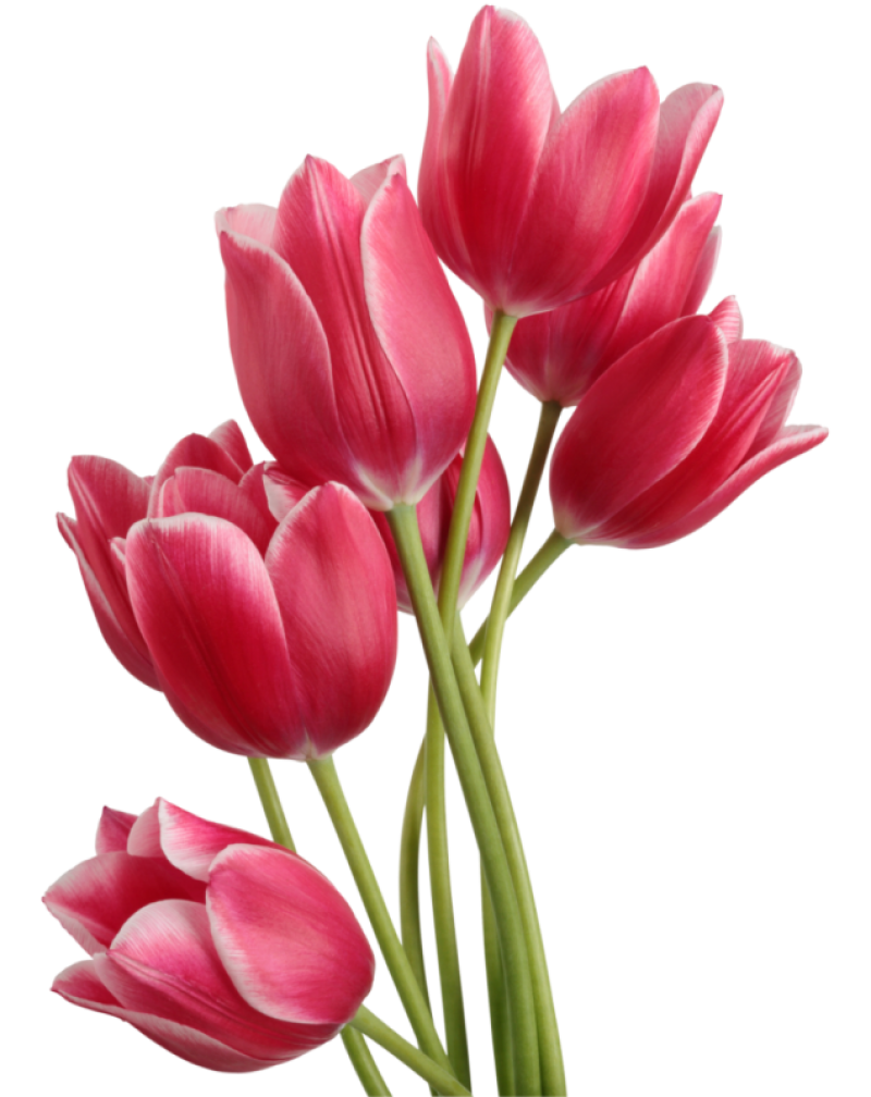 Abecedaire des fleurs Purepng.com-tuliptuliptulip-flowerbellflowercampanula-1701527750323ehxce