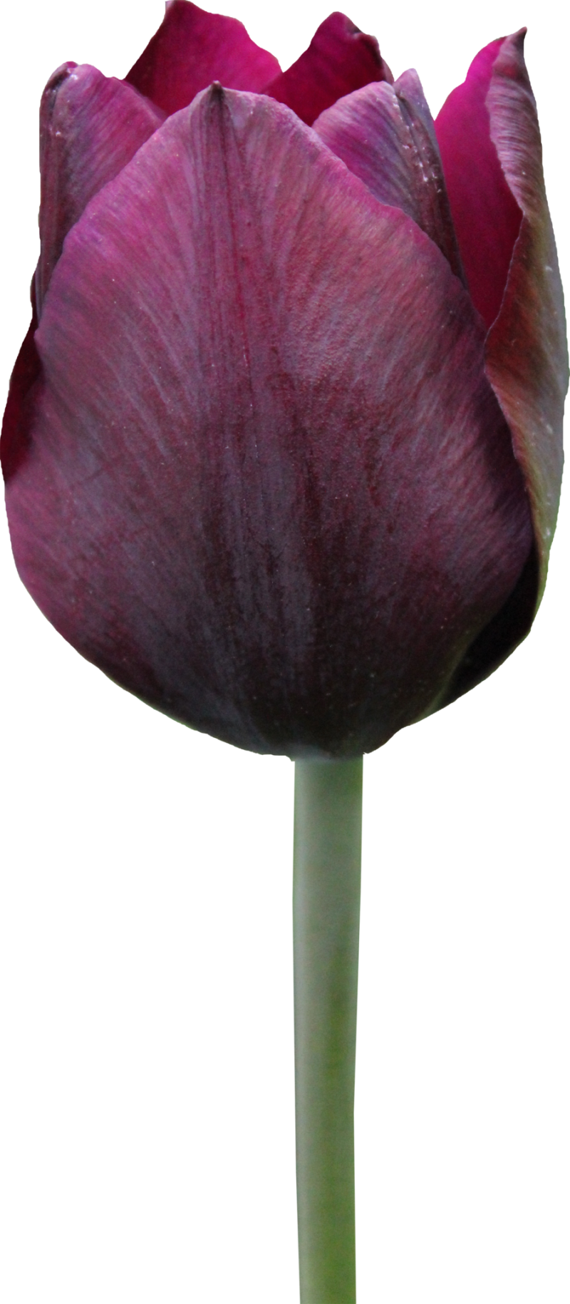 Tulip PNG Image - PurePNG | Free transparent CC0 PNG Image Library