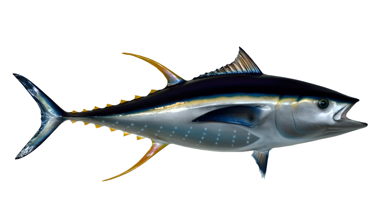 Tuna Fish PNG Image PurePNG Free transparent CC0 PNG Image Library