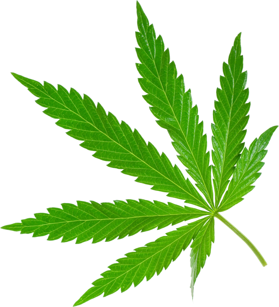 Weed Png Image Purepng Free Transparent Cc Png Image Library Images ...