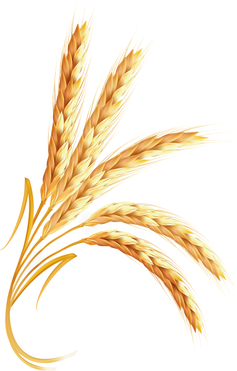 Wheat Png Image Purepng Free Transparent Cc Png Image Library