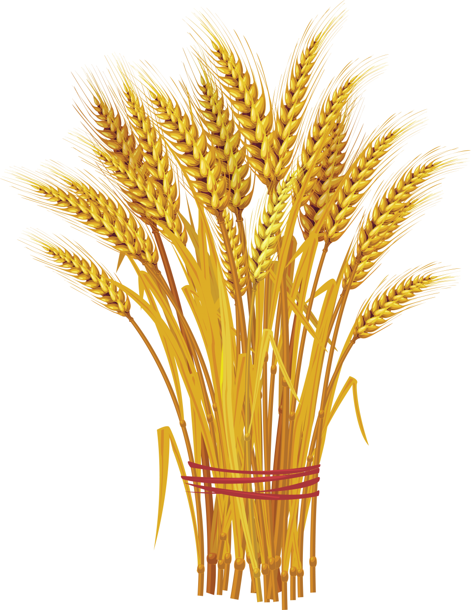 Wheat Png Image Purepng Free Transparent Cc Png Image Library