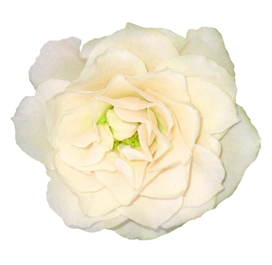 White Roses PNG Image PurePNG Free Transparent CC0 PNG Image Library   Purepng.com White Roseswhite Roseswoody Perennial Floweringflower It Bearsflowers 1701527749555unwma 