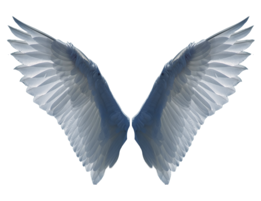 White Wings PNG Image - PurePNG | Free transparent CC0 PNG Image Library