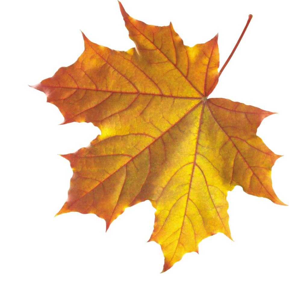 Yellow Autumn Leaves PNG Image - PurePNG | Free transparent CC0 PNG ...