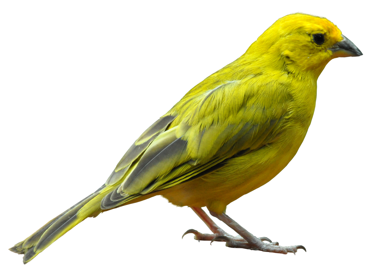 Download Yellow Bird Standing PNG Image - PurePNG | Free transparent CC0 PNG Image Library