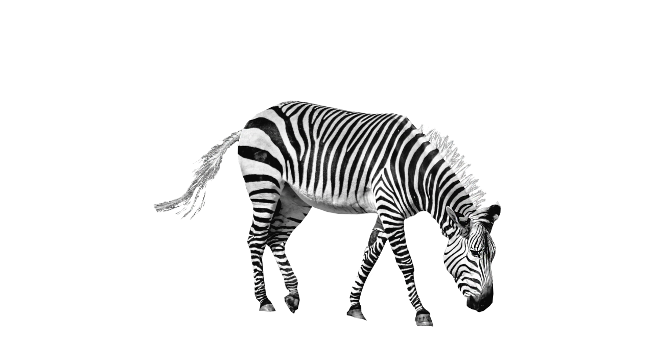 Zebra PNG Image - PurePNG | Free transparent CC0 PNG Image Library