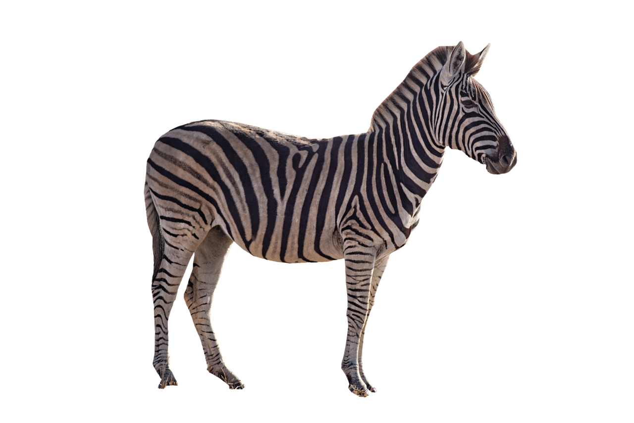 Zebra PNG Image - PurePNG | Free transparent CC0 PNG Image ...