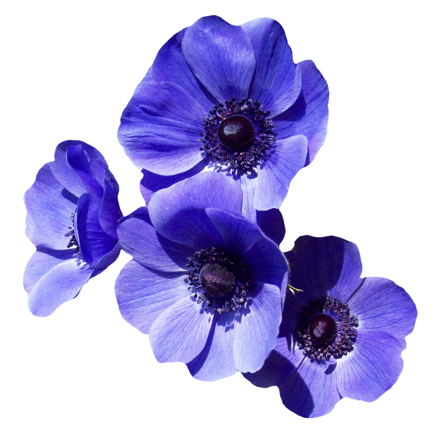 Purple Flowers Png Image Purepng Free Transparent Cc0 Png