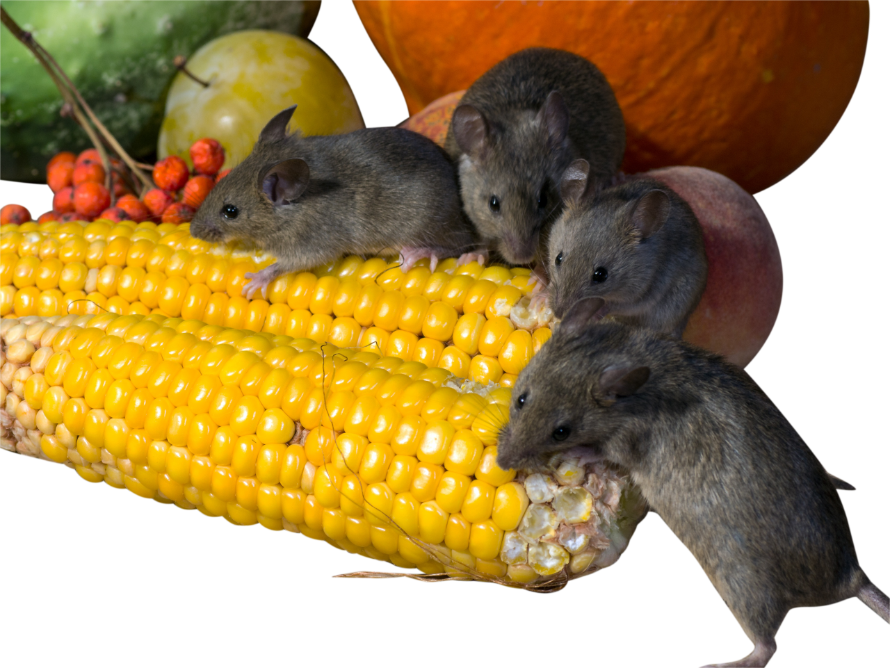 Can Rats Eat Corn Cobs at Gilbert King blog