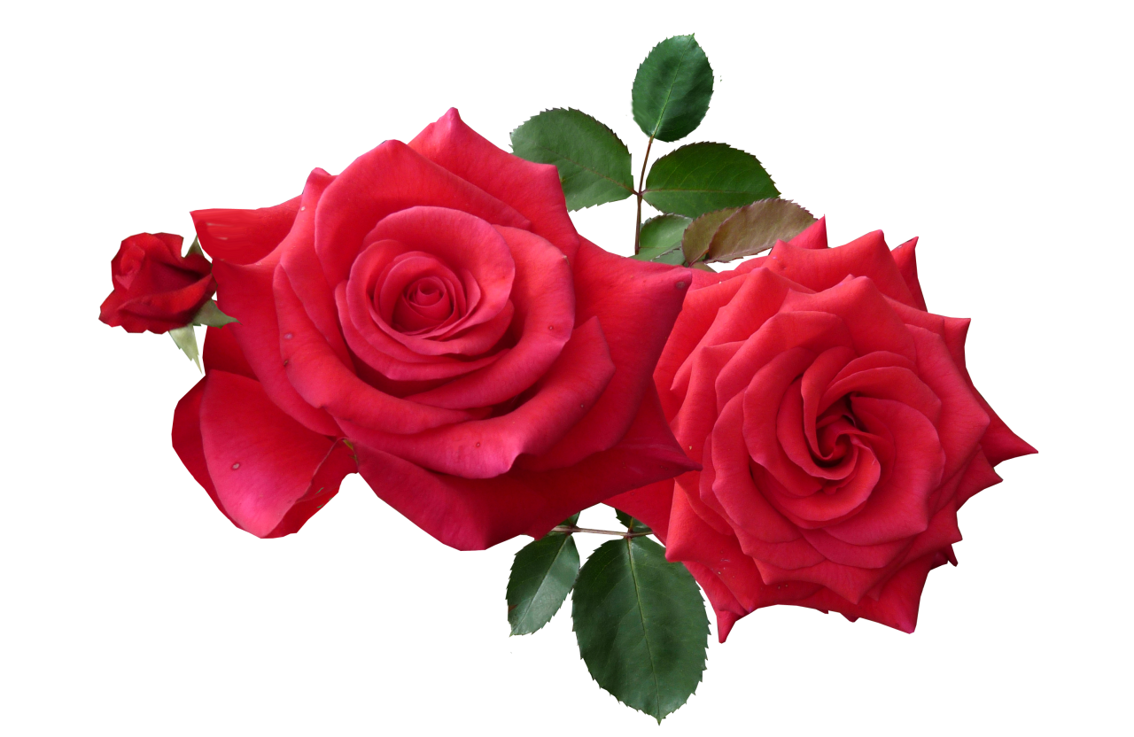 Red Roses PNG Image - PurePNG | Free transparent CC0 PNG Image Library