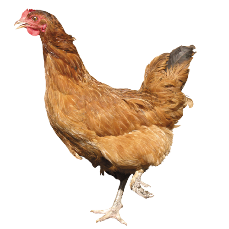 Running Chicken PNG Image - PurePNG | Free transparent CC0 PNG Image ...