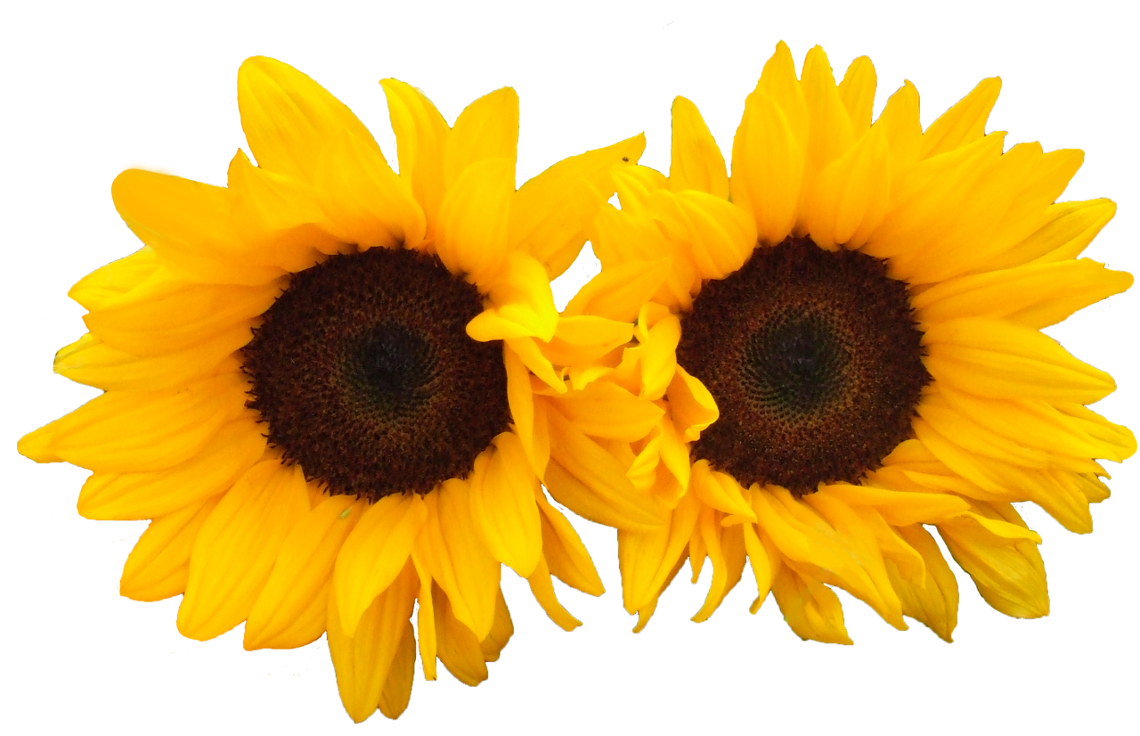 Sun Flowers PNG Image - PurePNG | Free transparent CC0 PNG Image Library