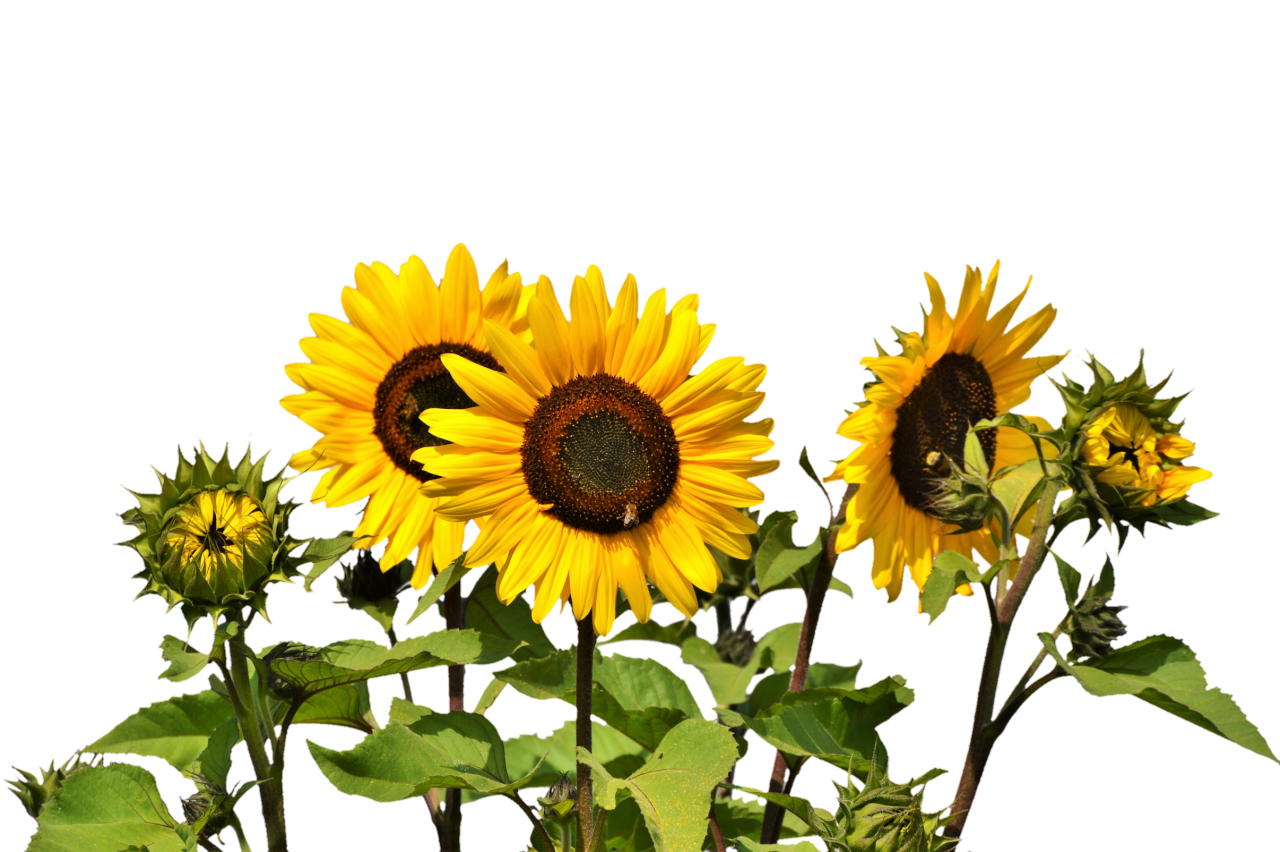 Download Sunflowers PNG Image - PurePNG | Free transparent CC0 PNG Image Library