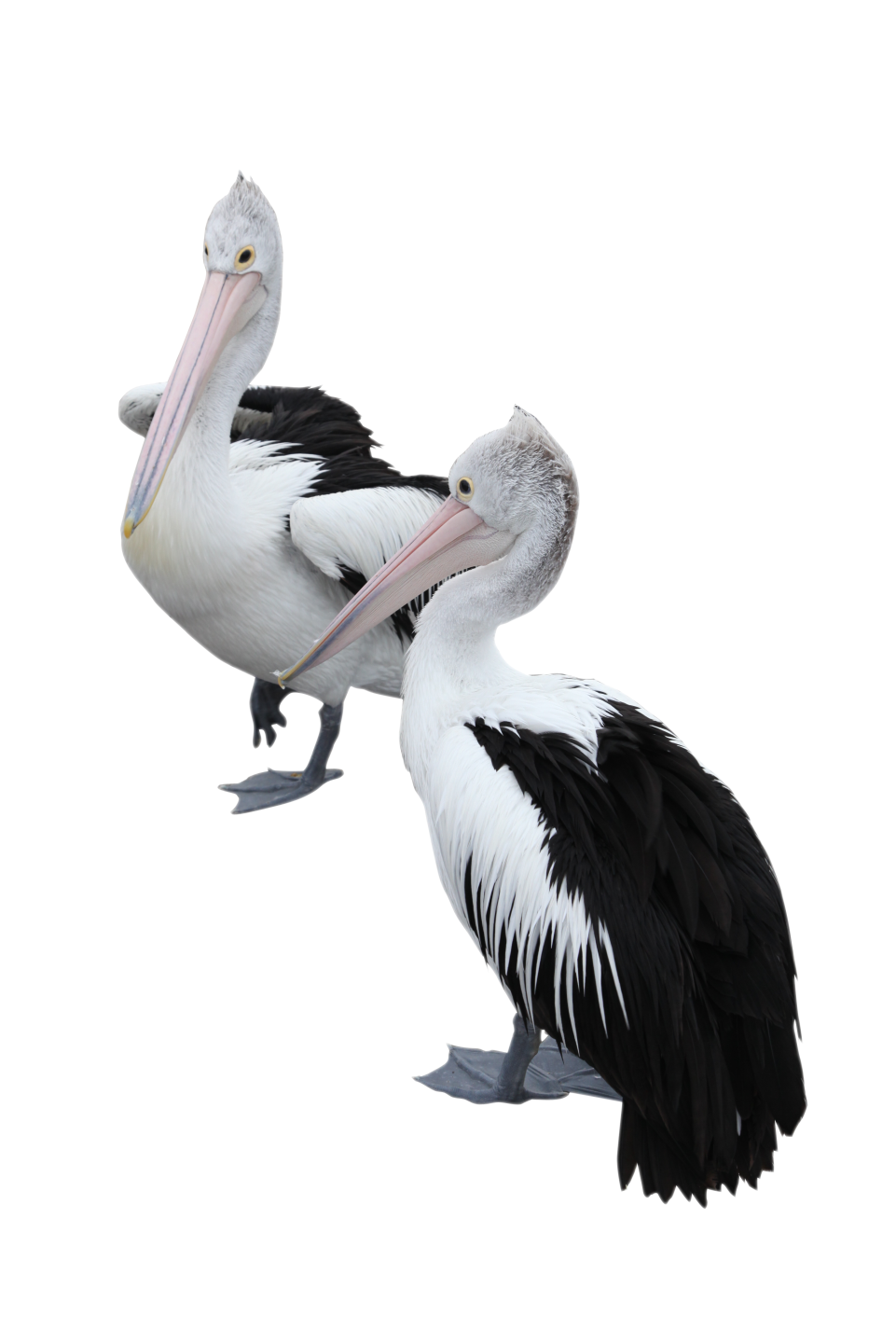 Two Pelicans PNG Image - PurePNG | Free transparent CC0 PNG Image Library