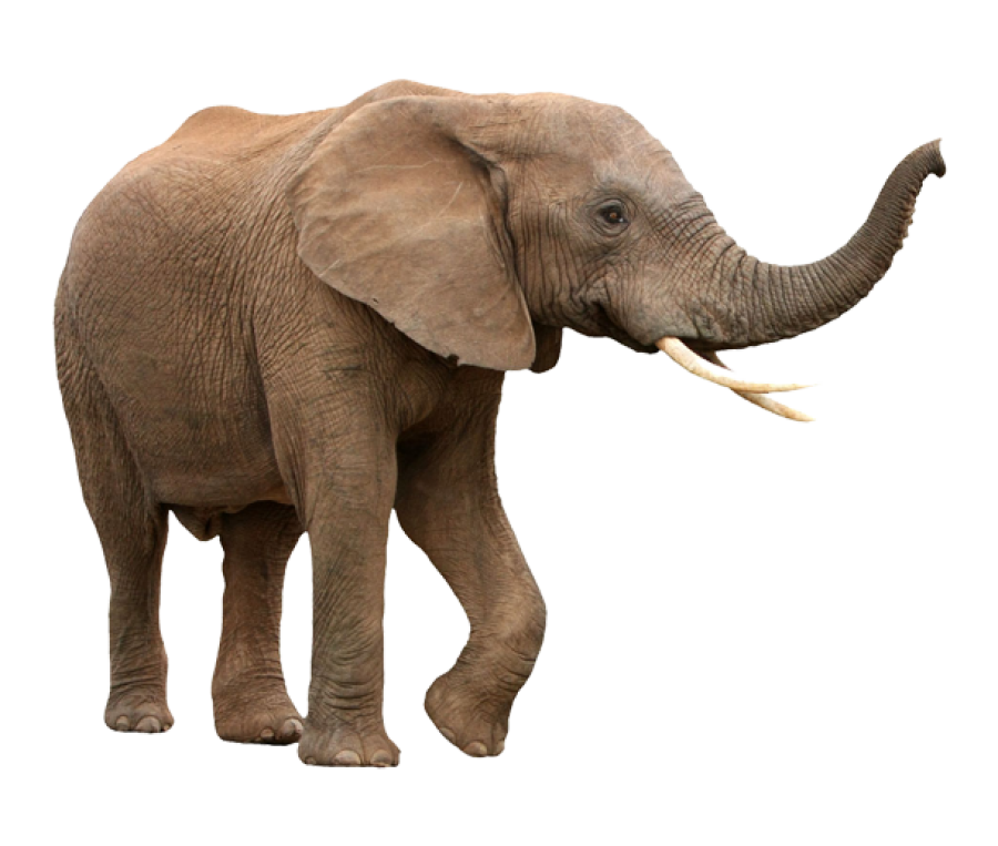 Walking Elephant PNG Image - PurePNG | Free transparent CC0 PNG Image