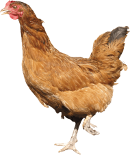 Chicken Walking PNG