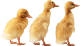 3 little cute ducklings PNG