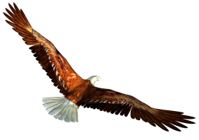 animated Bald eagle from behind PNG