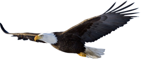 bald eagle flying PNG