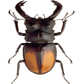 Black Beetle PNG